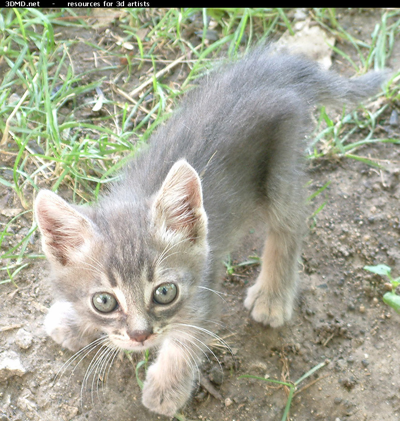 Kitten Photo    