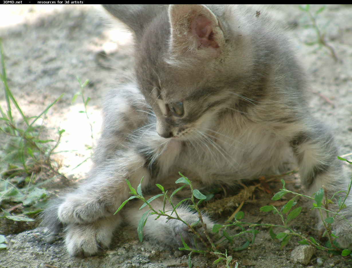 Kitten Photo    