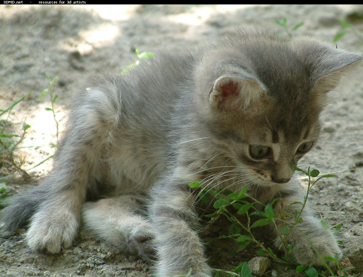 Kitten Photo    