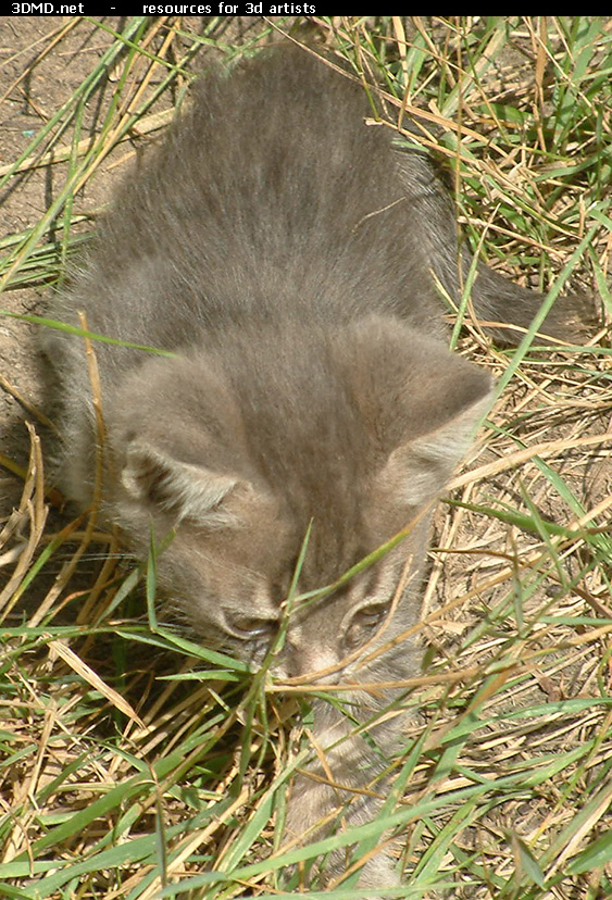 Kitten Photo    