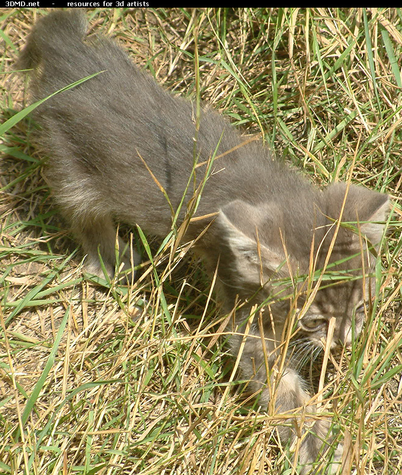 Kitten Photo    