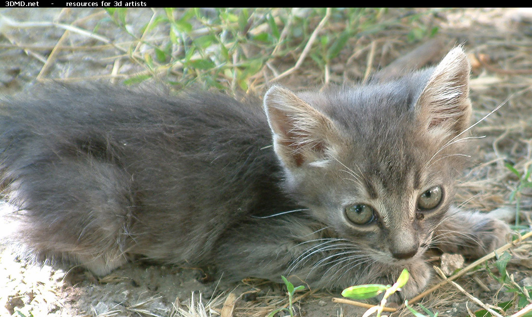 Kitten Photo    