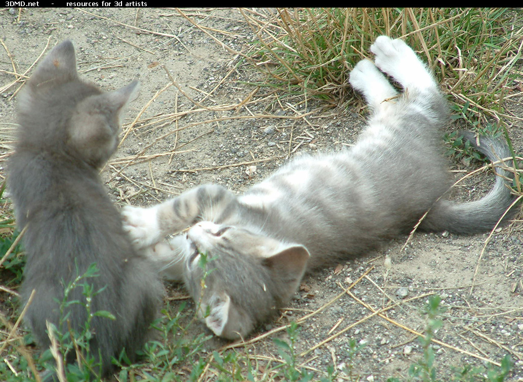 Grey Kitten Photo    