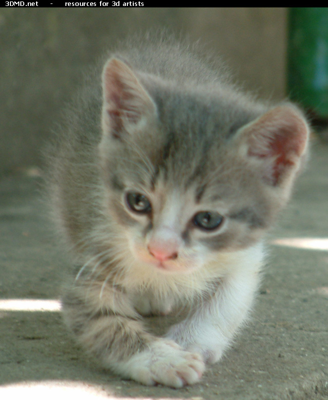 Grey Kitten Photo    