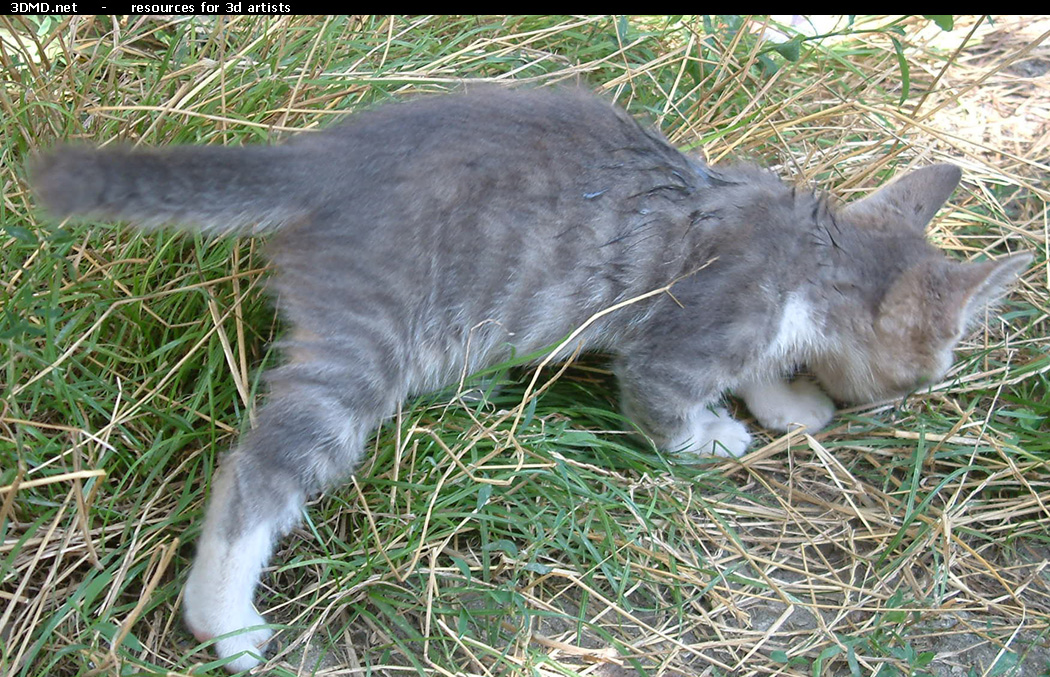 Grey Kitten Photo    