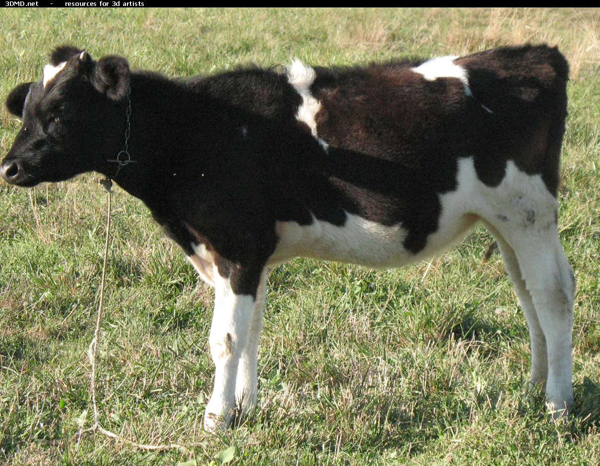 Calf Photo     