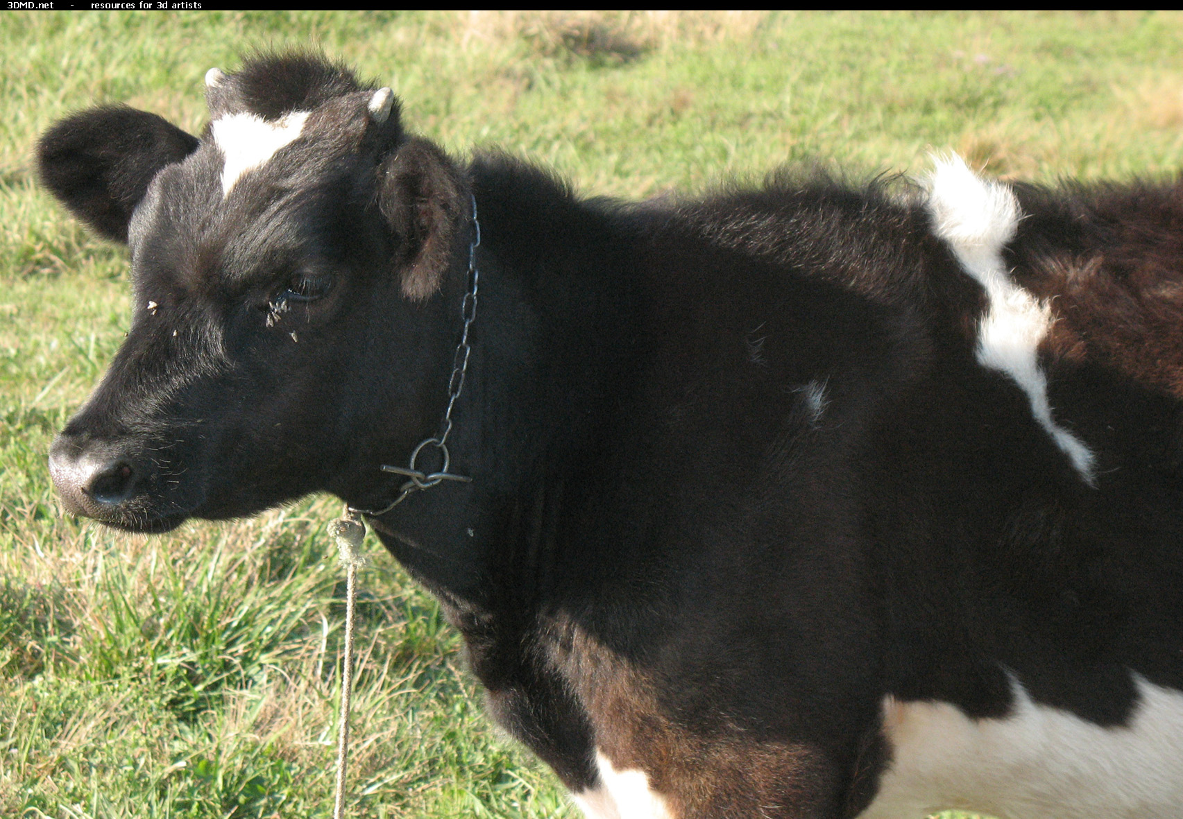 Calf Photo     