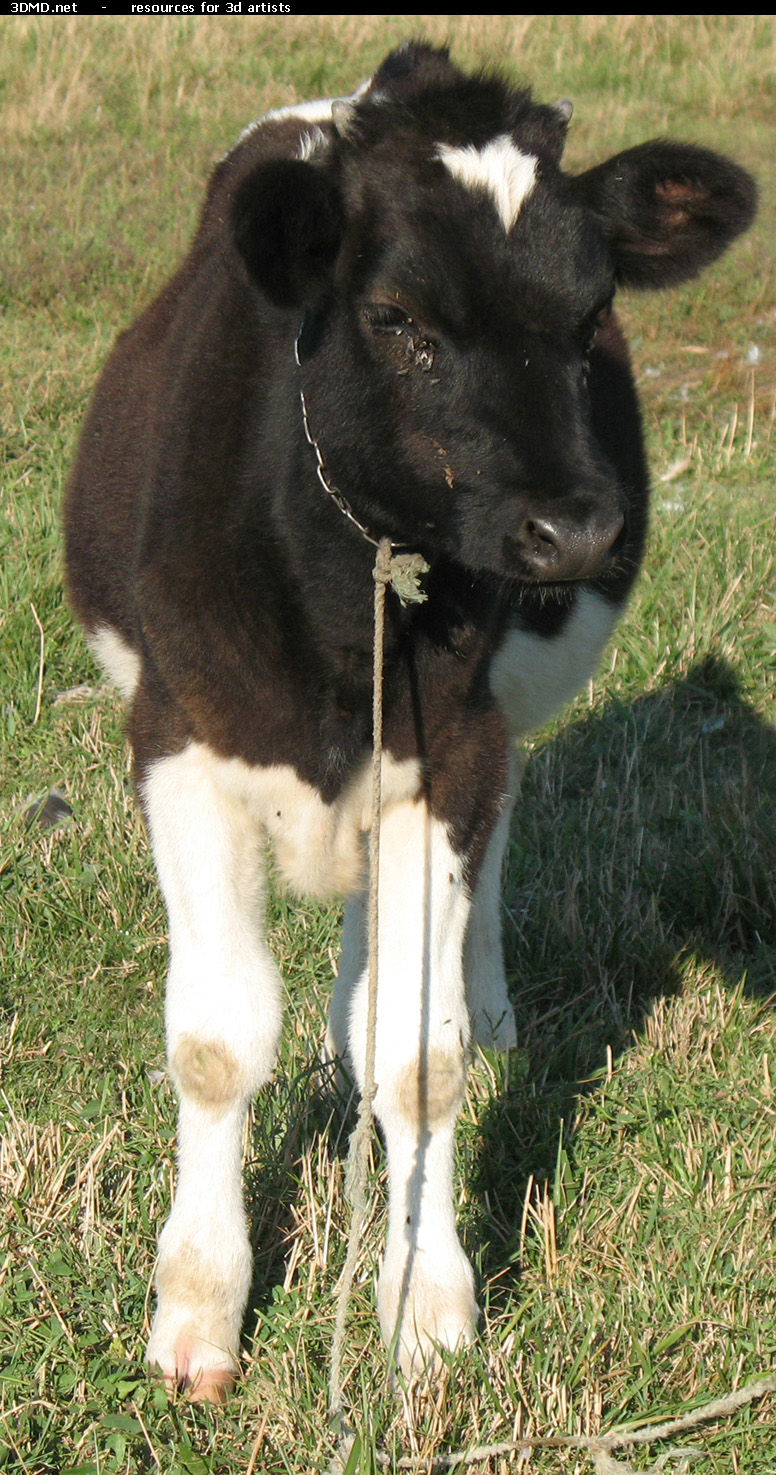 Calf Photo     