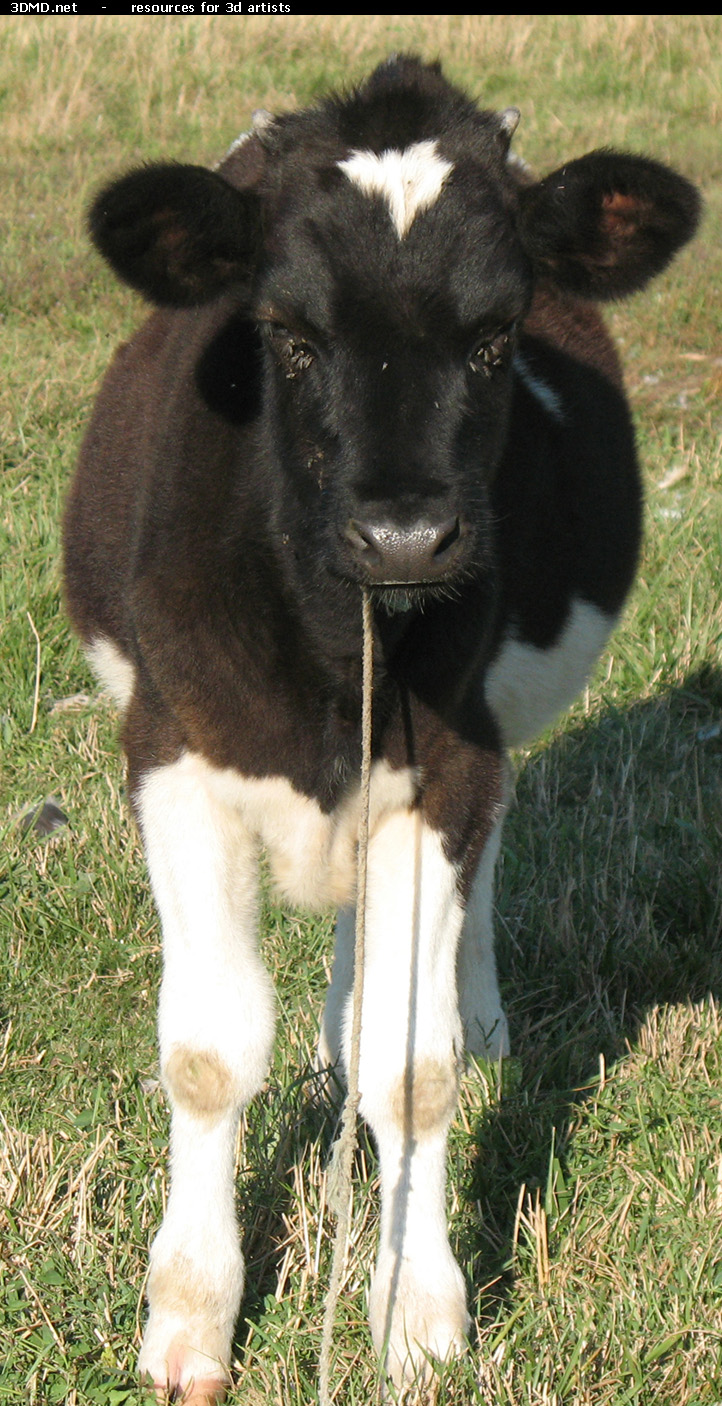 Calf Photo     