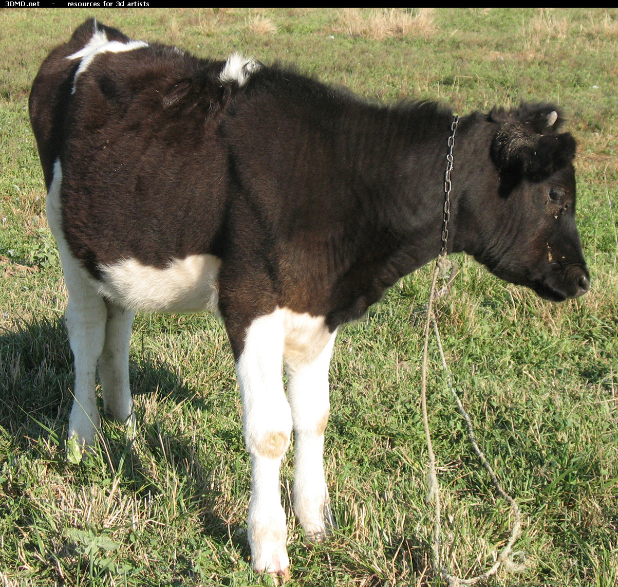 Calf Photo     