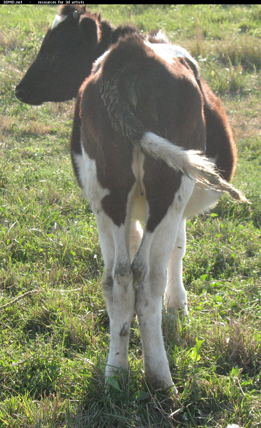 Calf Photo     