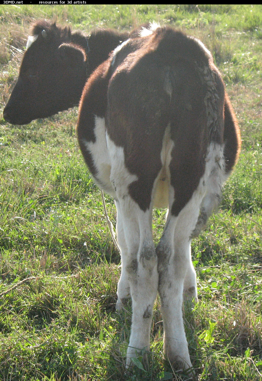 Calf Photo     