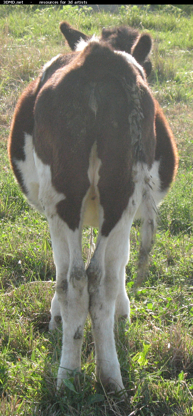 Calf Photo     