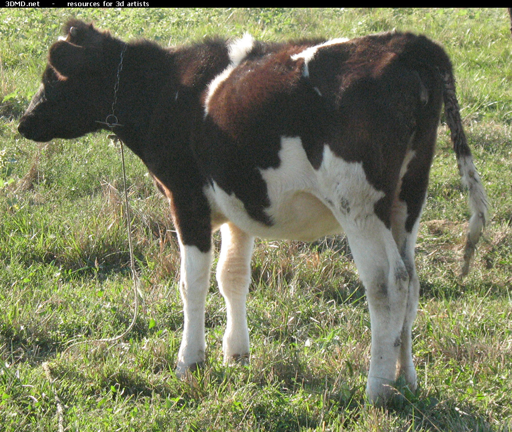 Calf Photo     