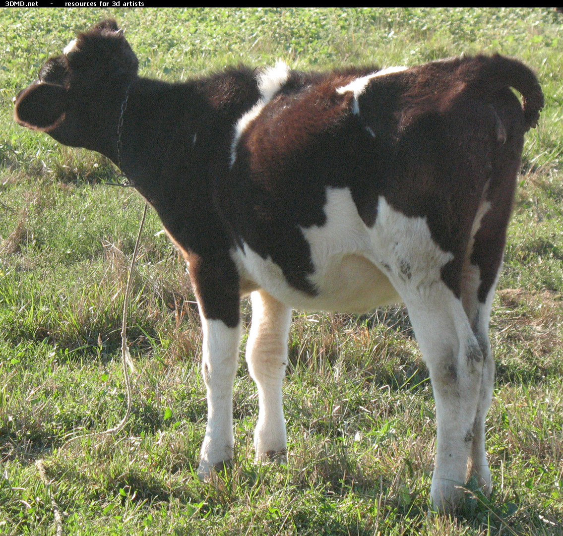 Calf Photo     