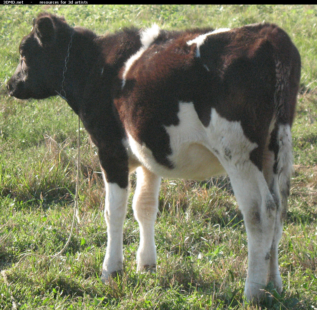 Calf Photo     