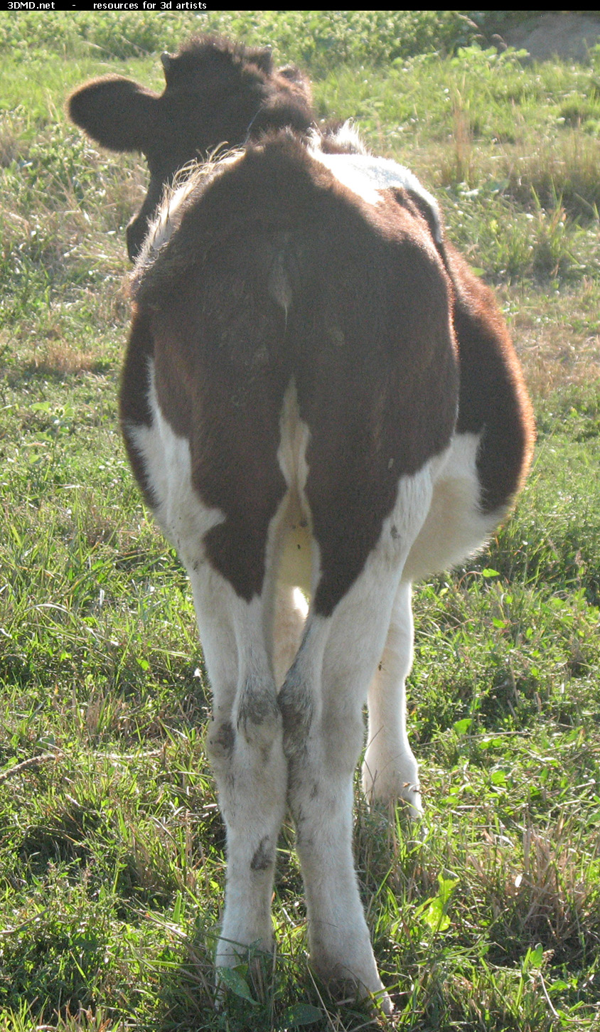 Calf Photo Back  