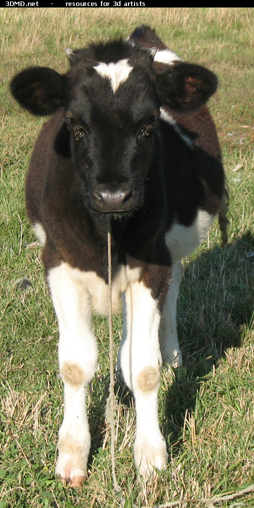 Calf Photo Front  