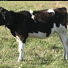 calf_photo_side.JPG