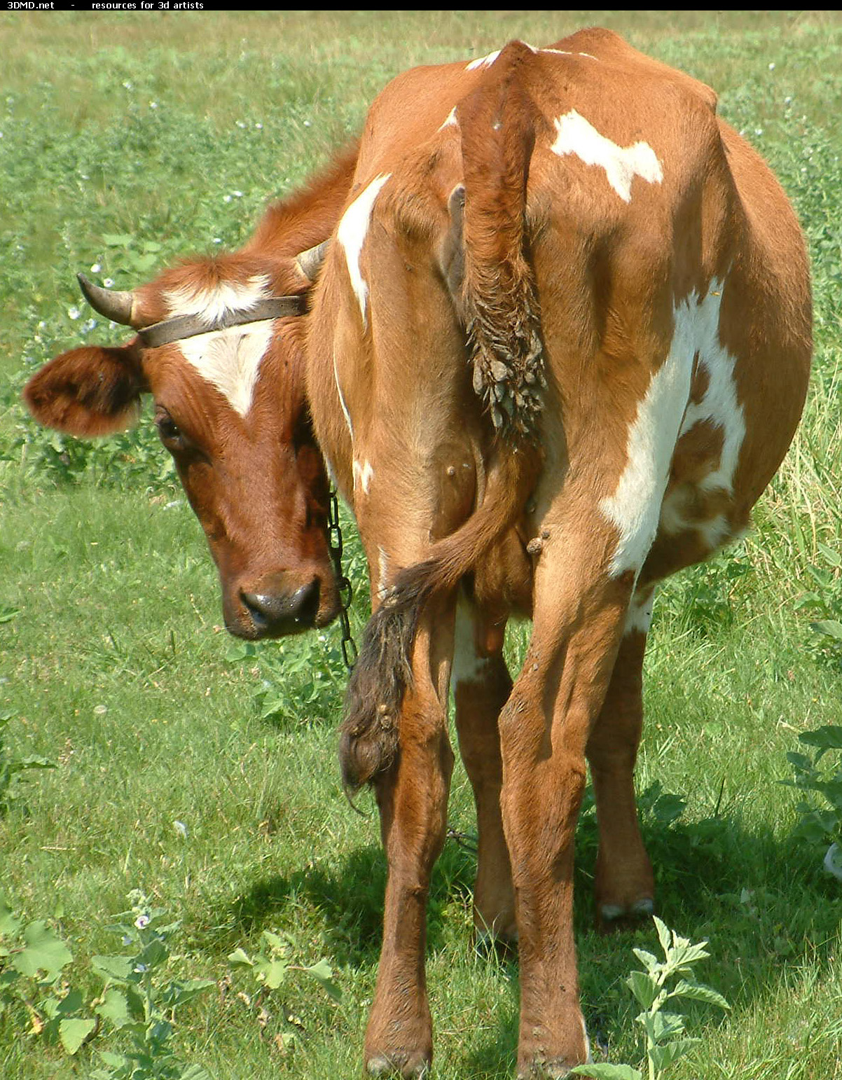 Red Cow Photo     