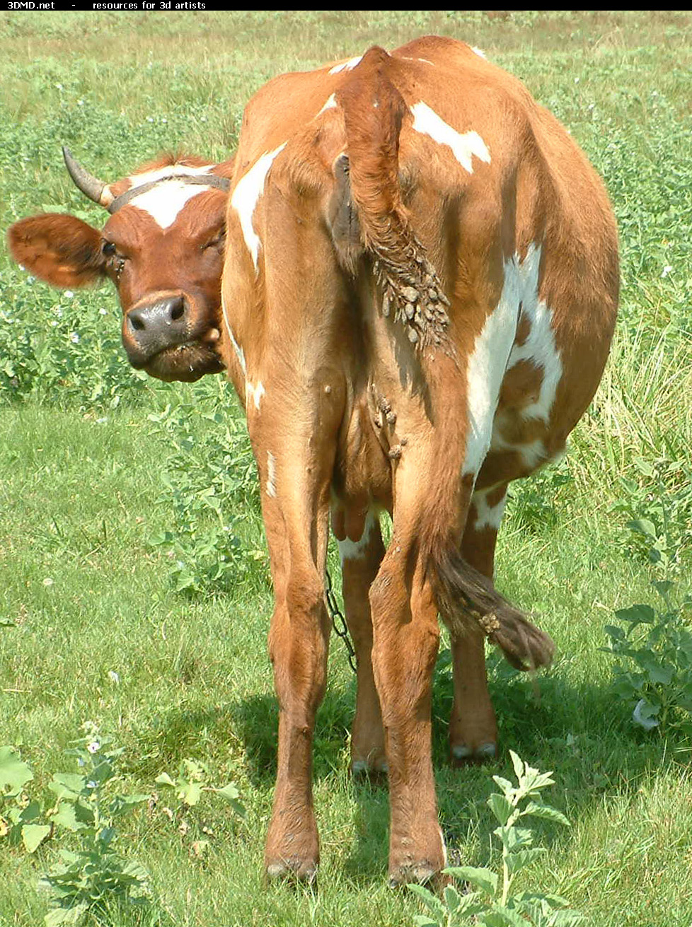 Red Cow Photo     