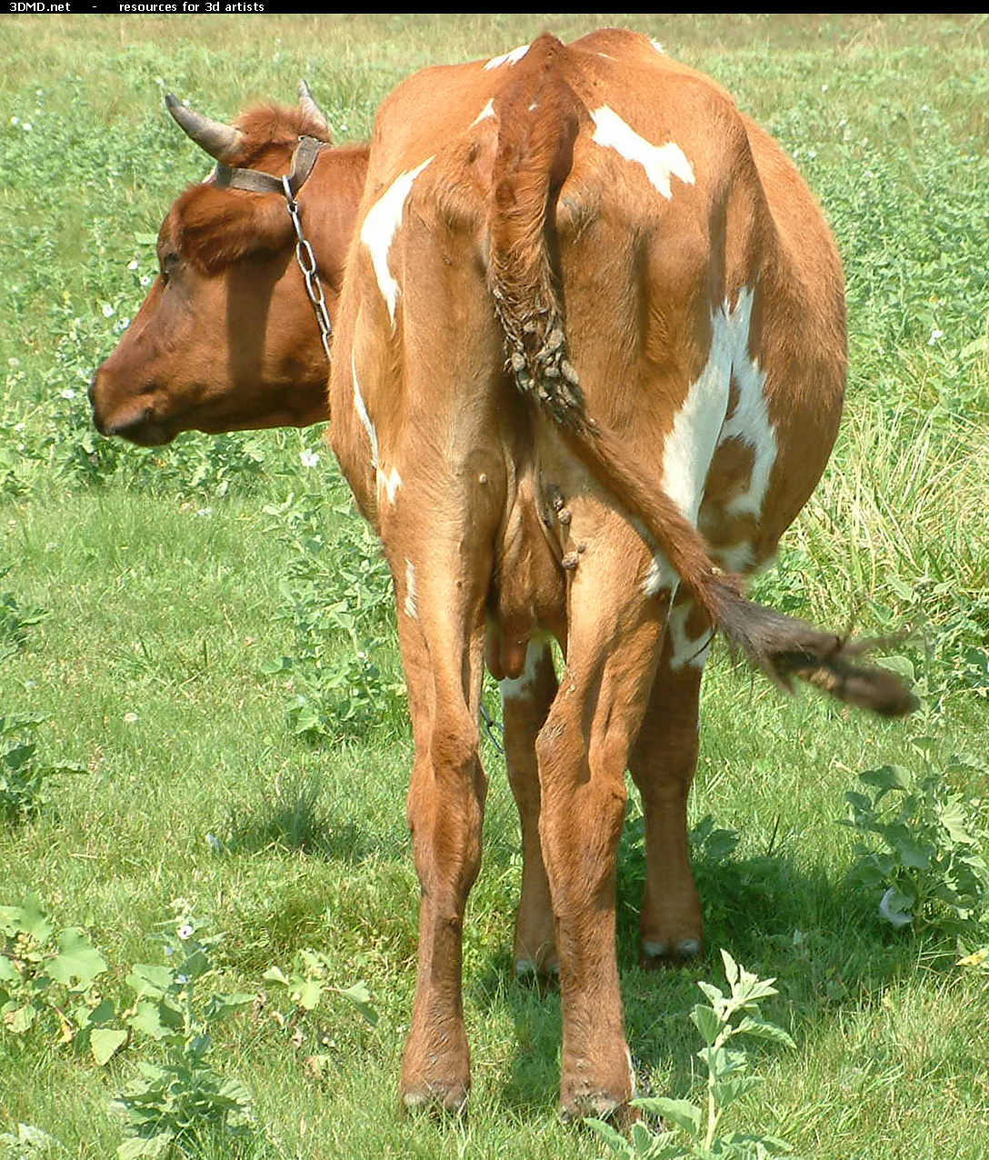 Red Cow Photo     