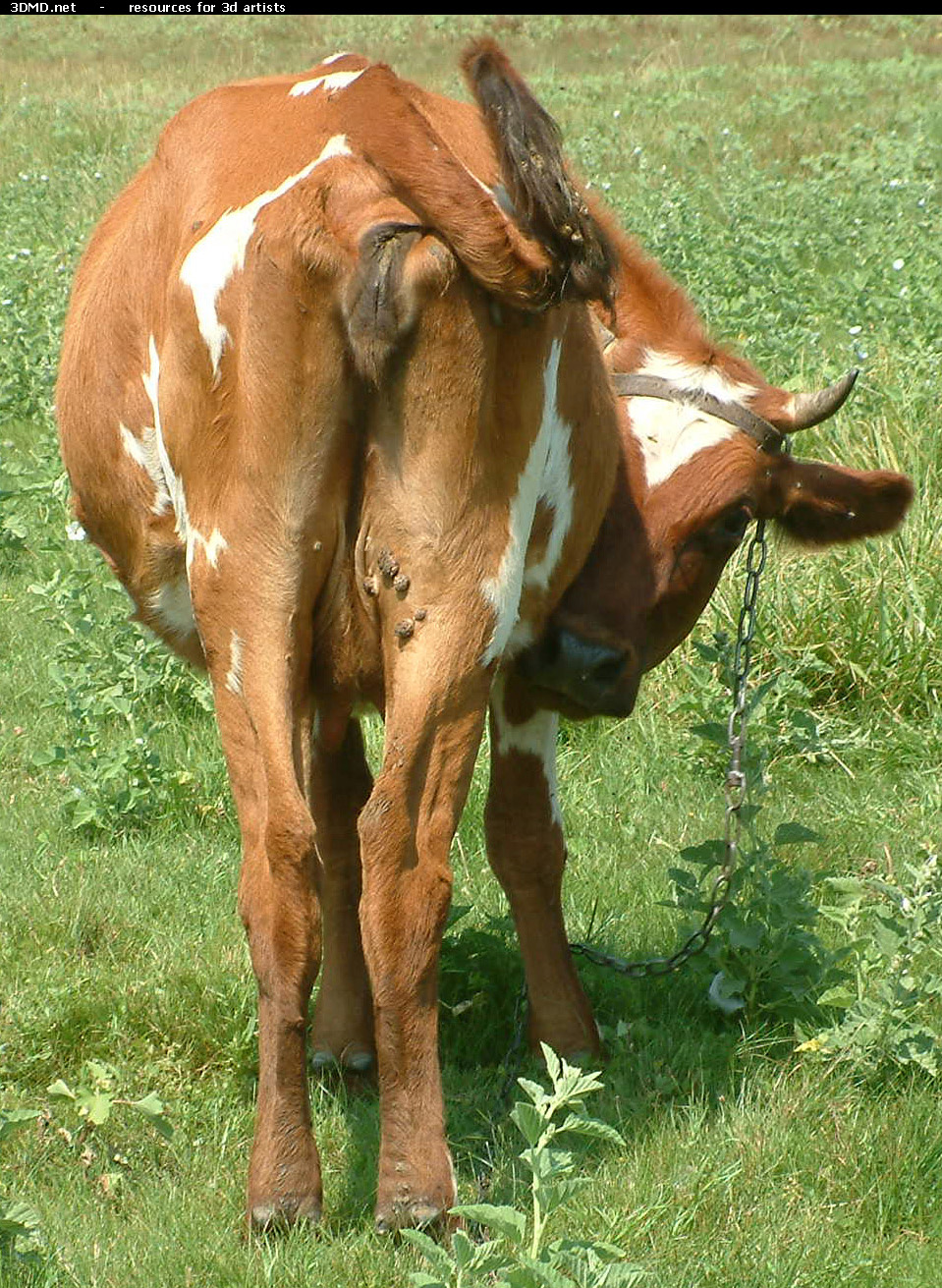 Red Cow Photo     