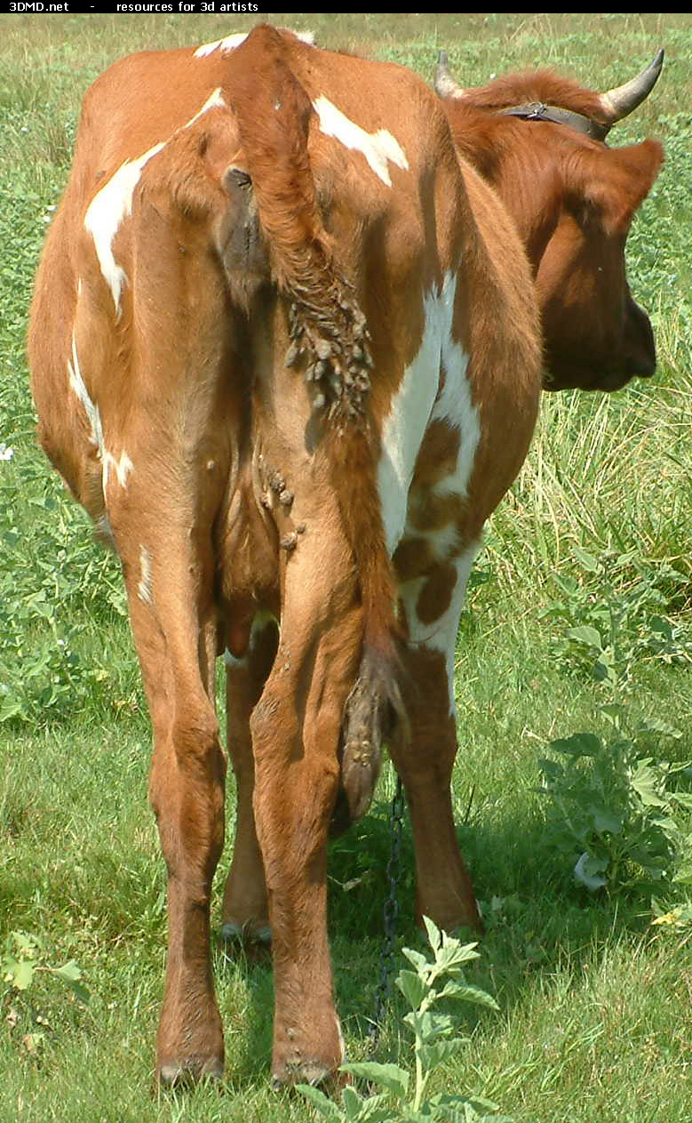 Red Cow Photo     