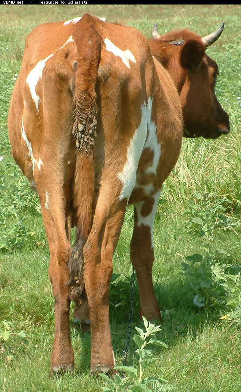 Red Cow Photo     