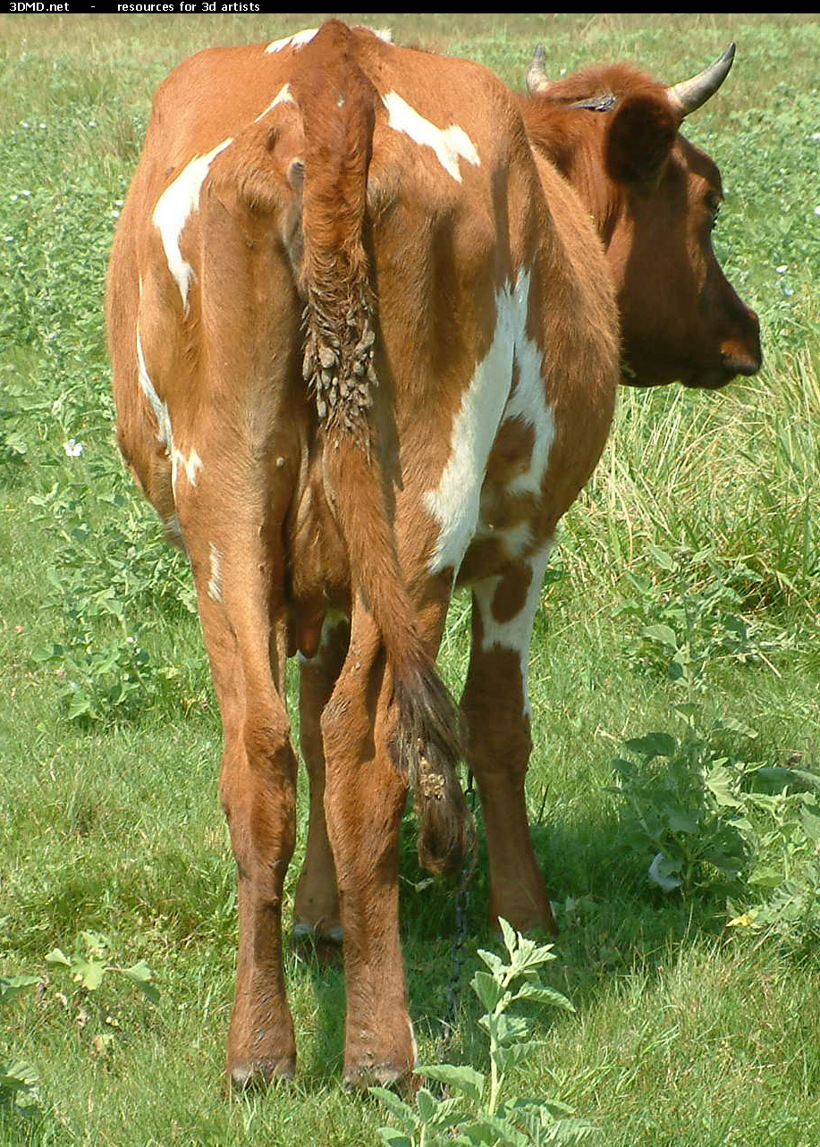 Red Cow Photo     