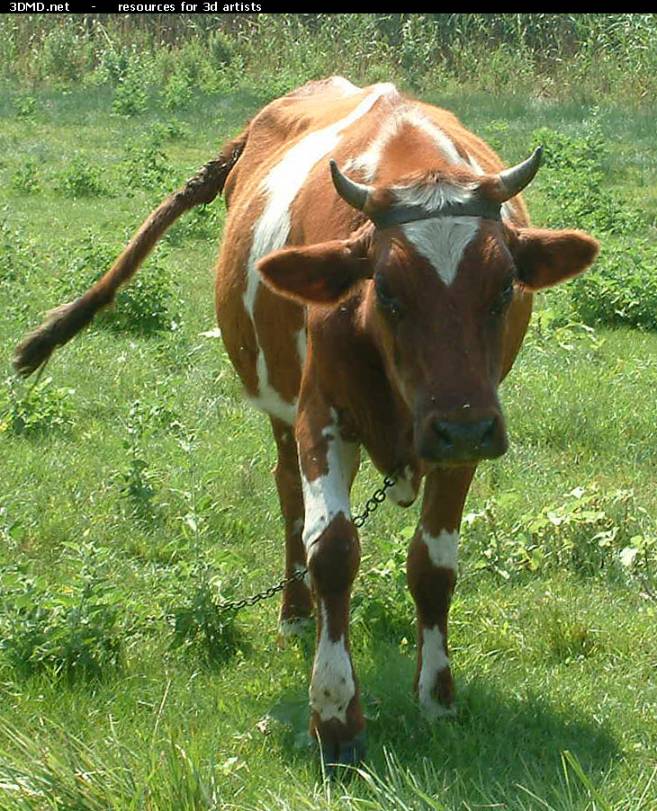 Red Cow Photo     