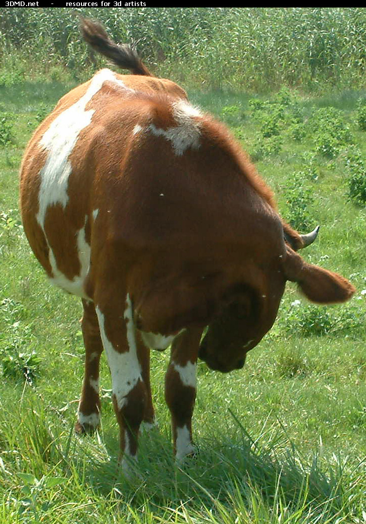 Red Cow Photo     