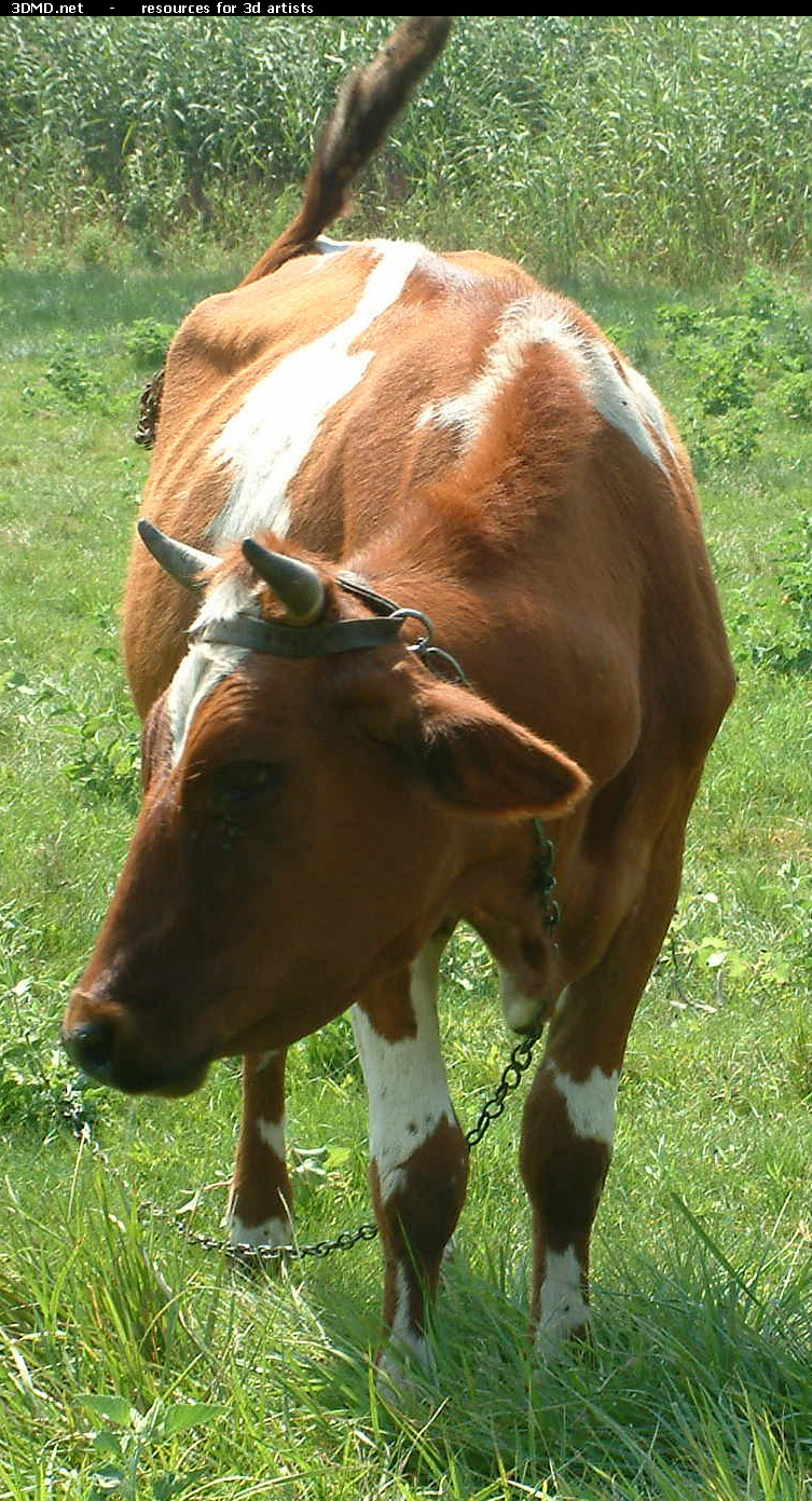 Red Cow Photo     