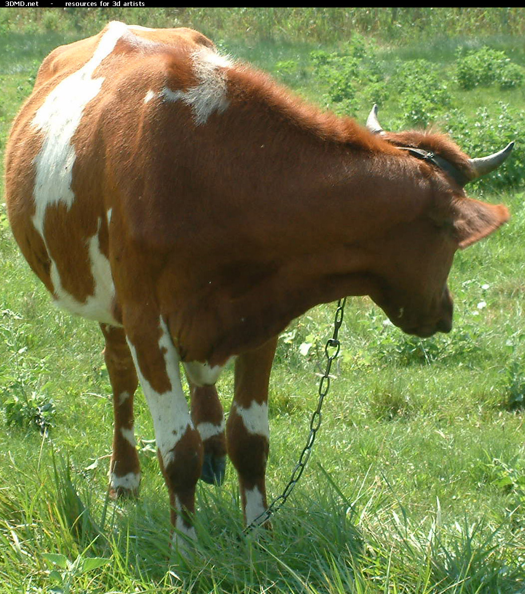 Red Cow Photo     