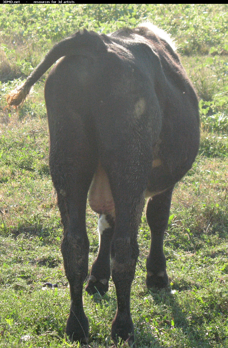 Back Bull Photo     