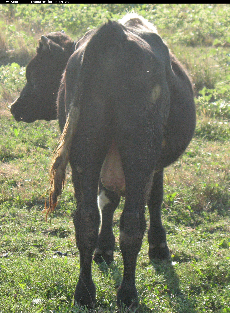 Back Bull Photo     