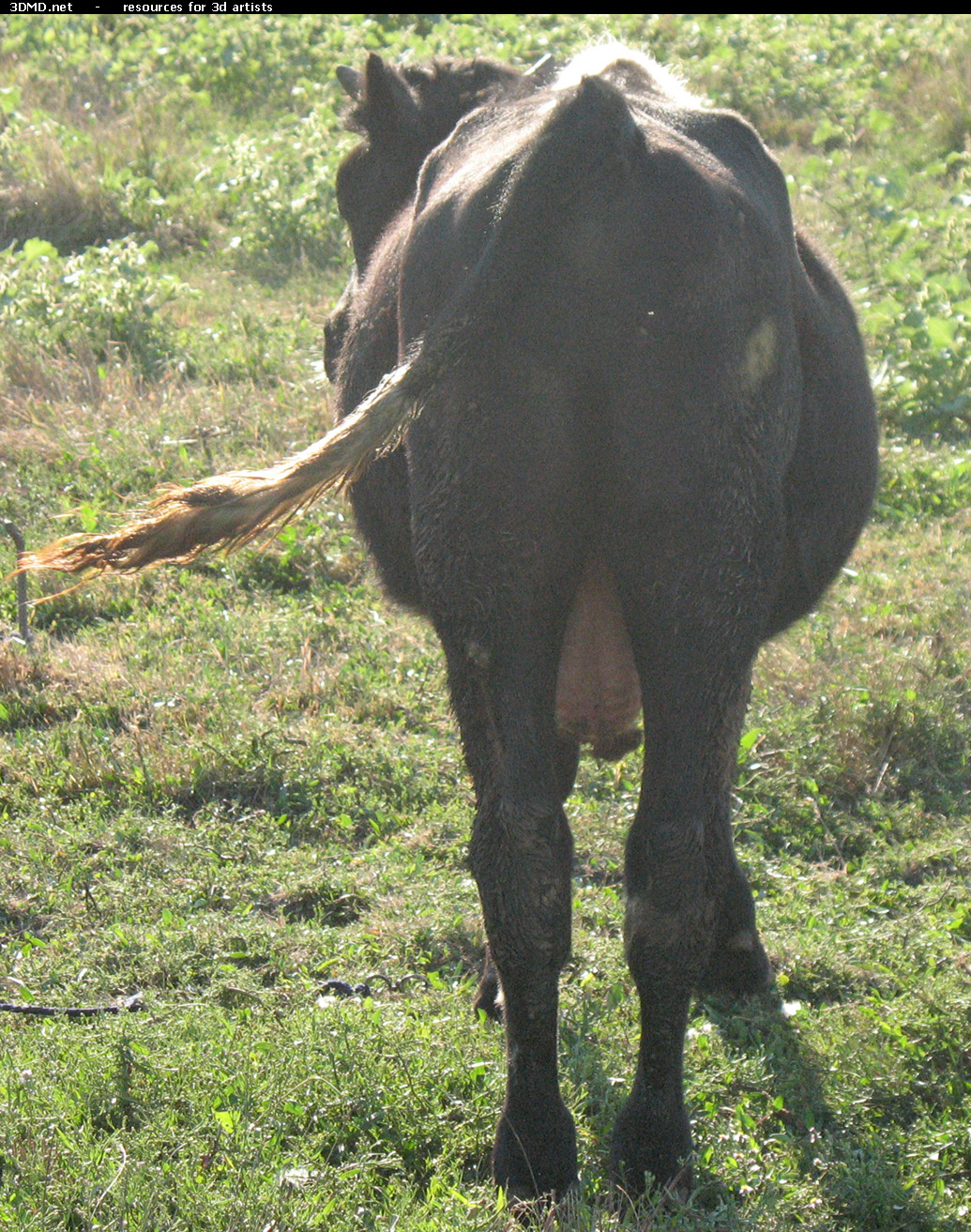 Back Bull Photo     