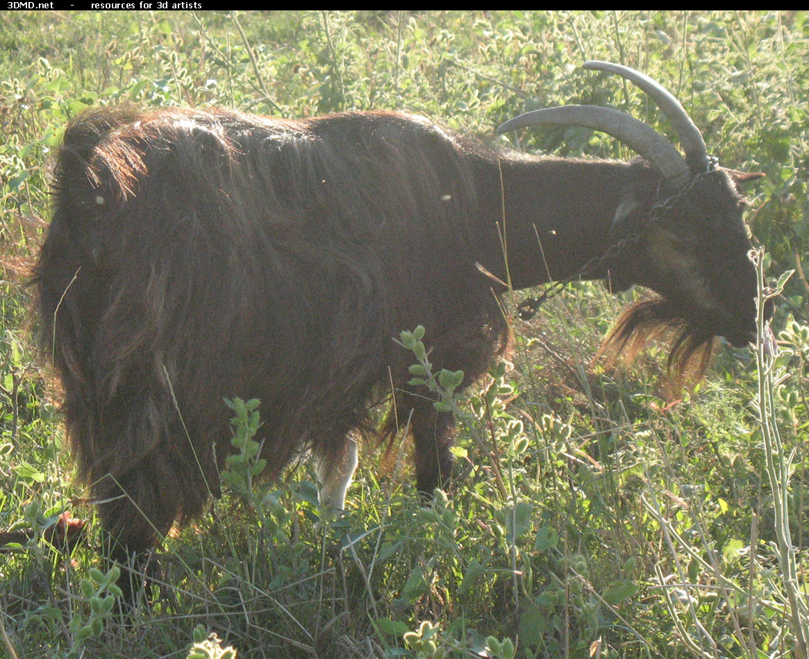 Brown Goat Photo     