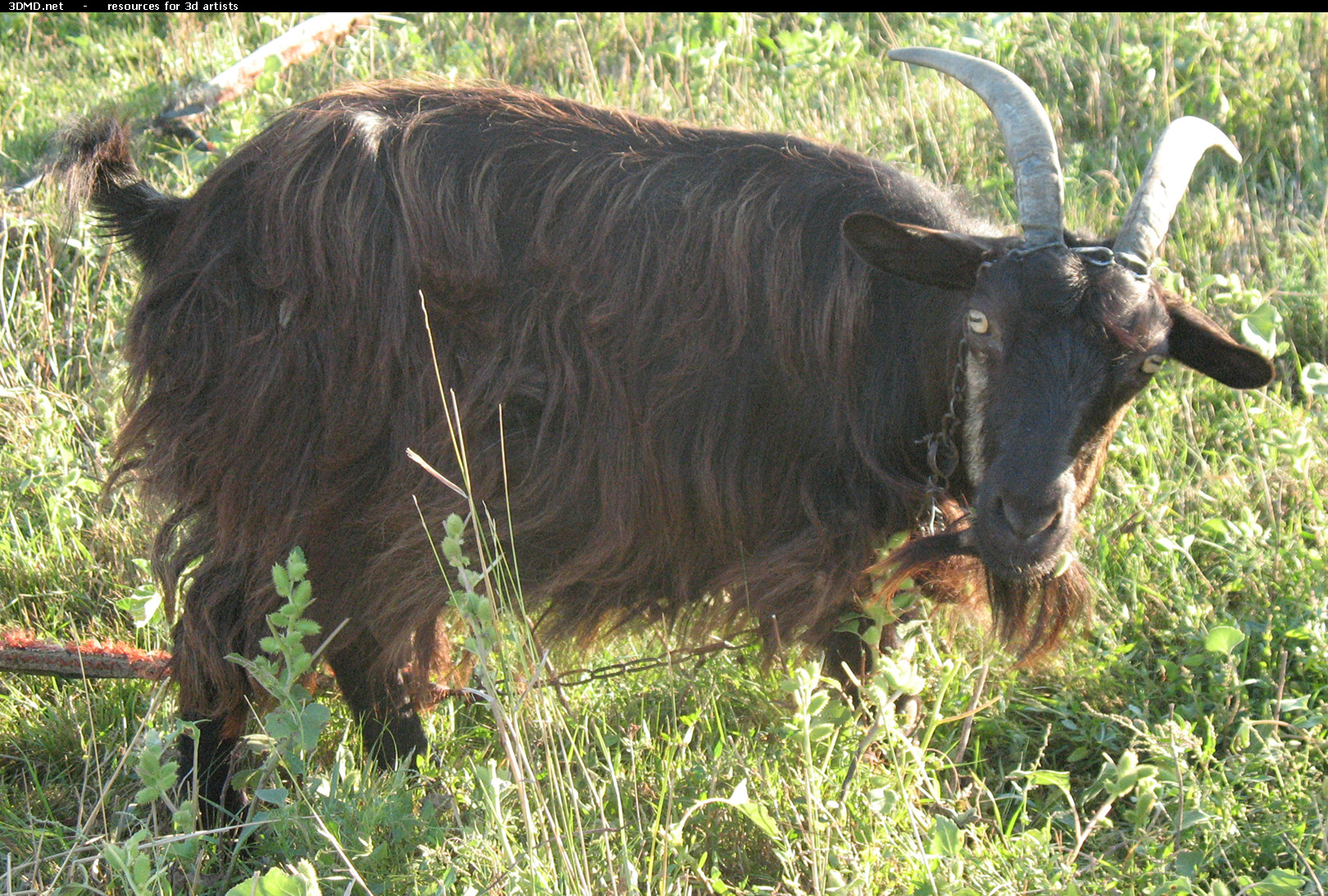 Brown Goat Photo     