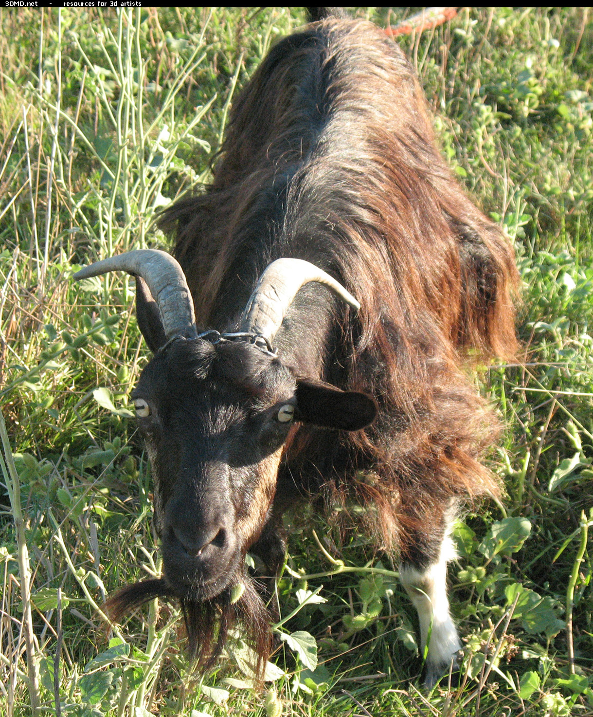 Brown Goat Photo     