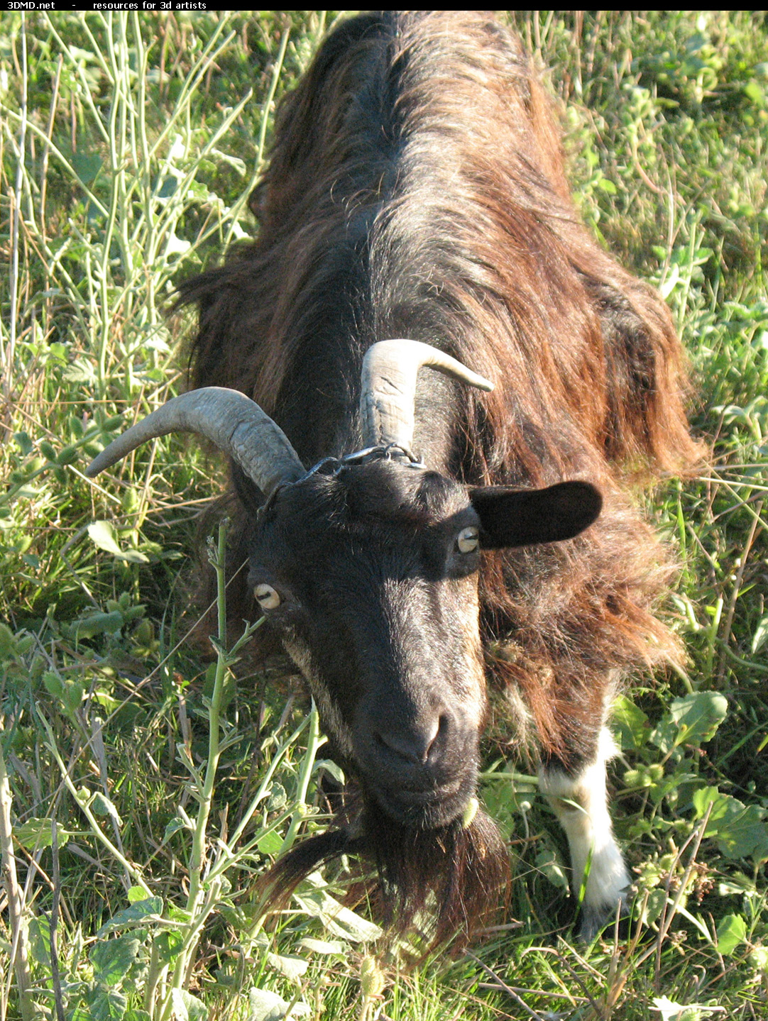 Brown Goat Photo     