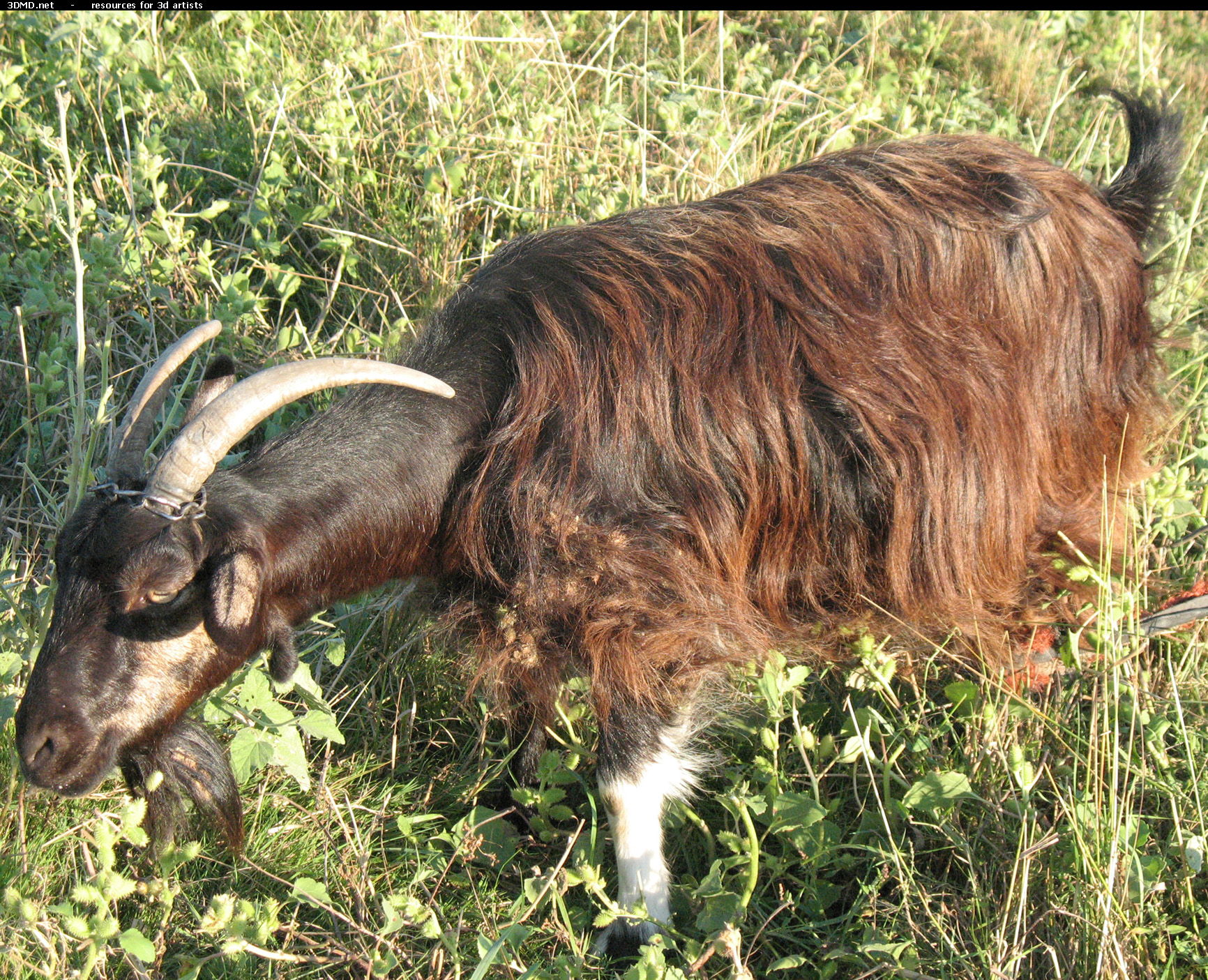 Brown Goat Photo     