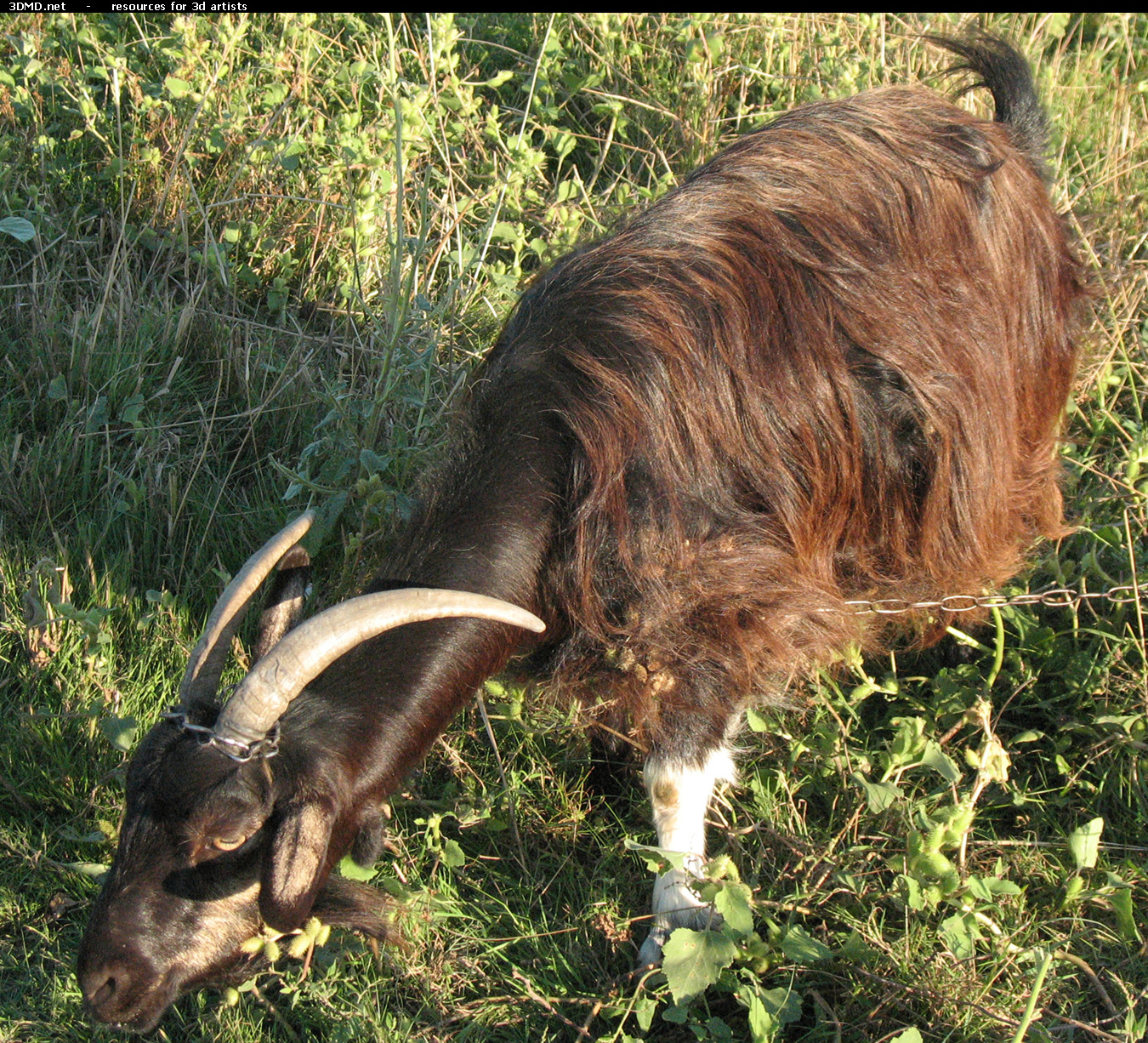 Brown Goat Photo     