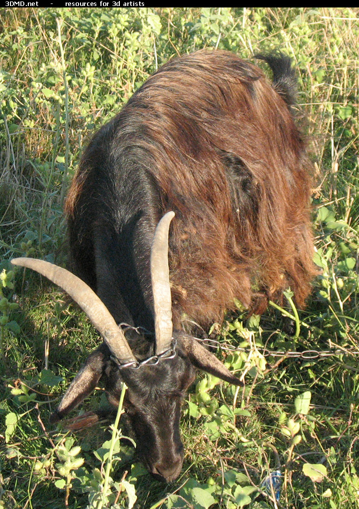 Brown Goat Photo     