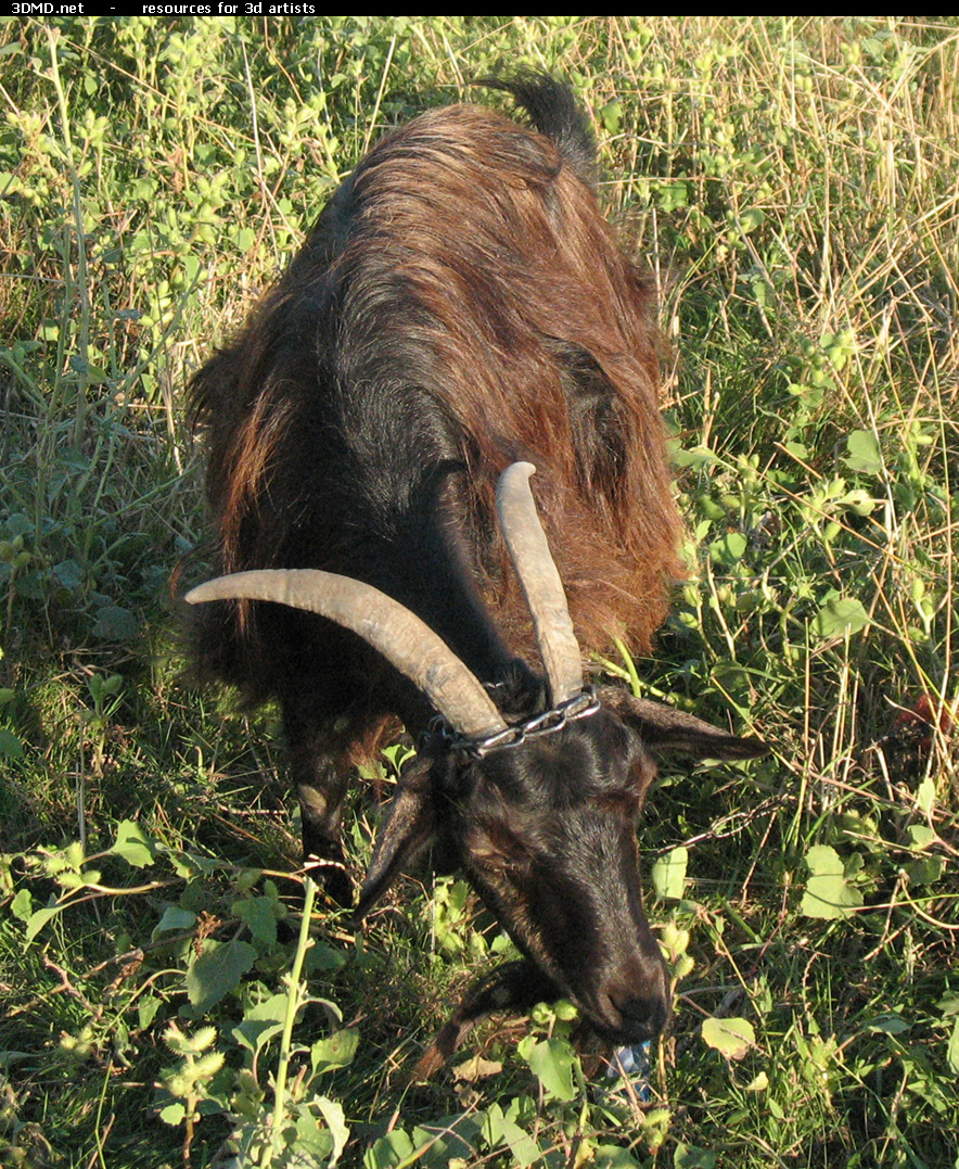 Brown Goat Photo     