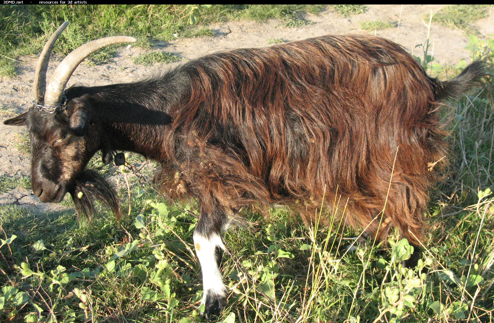 Brown Goat Photo     