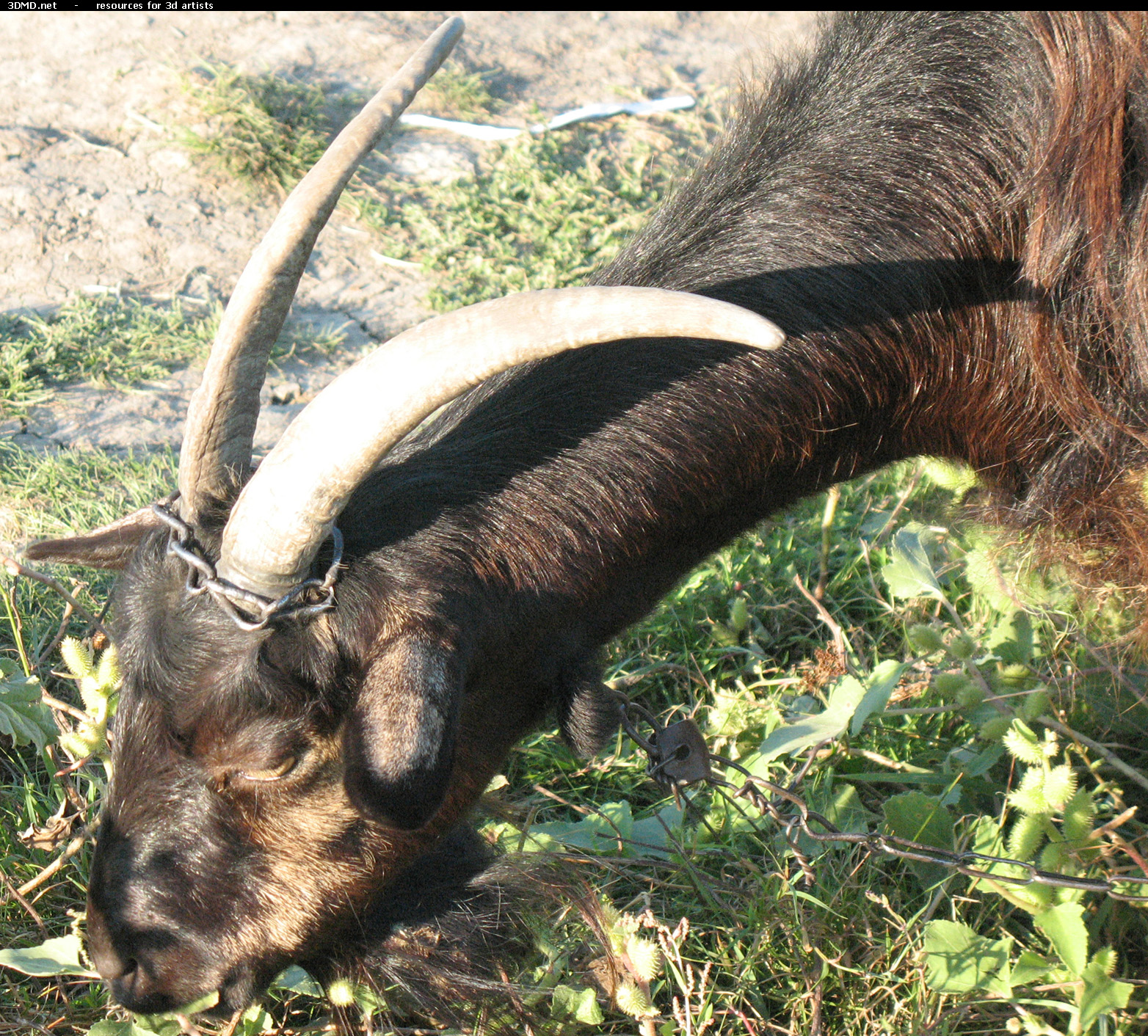 Brown Goat Photo     