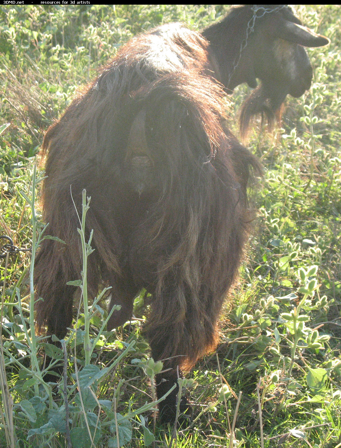 Brown Goat Photo     