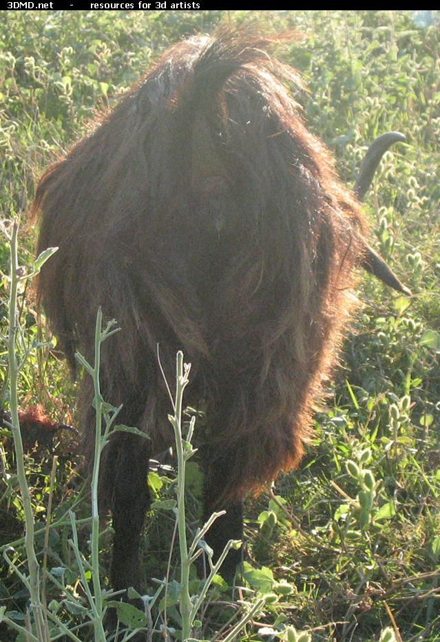 Brown Goat Photo     