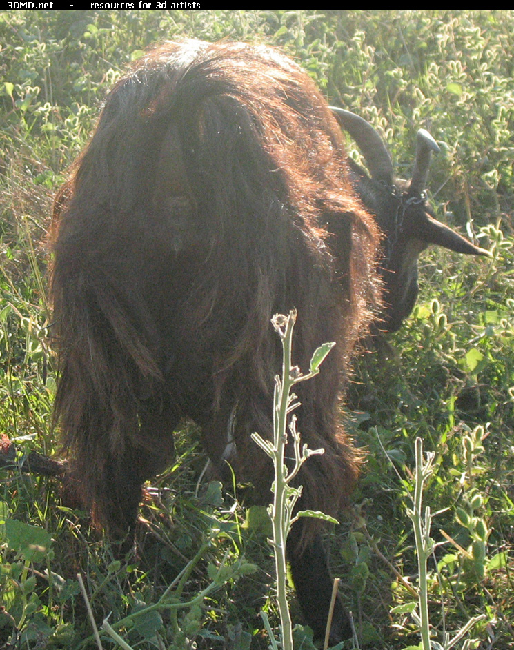 Brown Goat Photo     